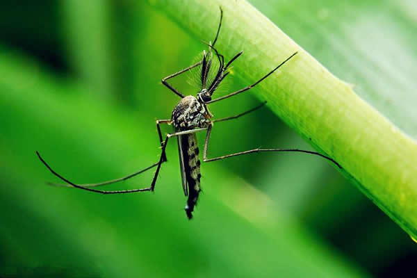 蚊类防治方案